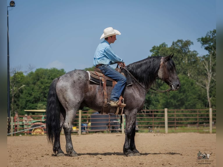 Percheron Mix Ruin 10 Jaar 163 cm Roan-Blue in Auburn