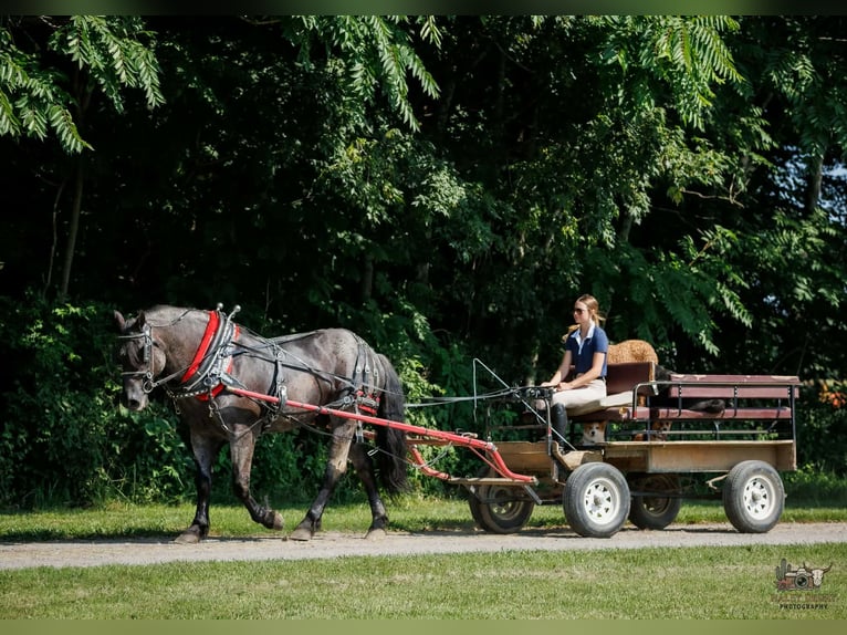 Percheron Mix Ruin 10 Jaar 163 cm Roan-Blue in Auburn