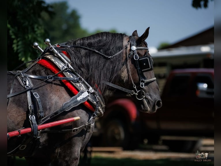 Percheron Mix Ruin 10 Jaar 163 cm Roan-Blue in Auburn