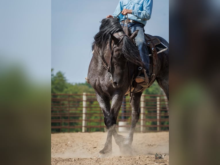 Percheron Mix Ruin 10 Jaar 163 cm Roan-Blue in Auburn