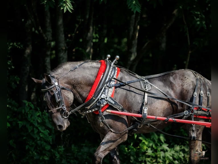 Percheron Mix Ruin 10 Jaar 163 cm Roan-Blue in Auburn