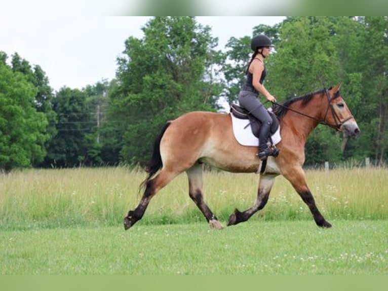 Percheron Mix Ruin 10 Jaar 163 cm Roodbruin in Howell