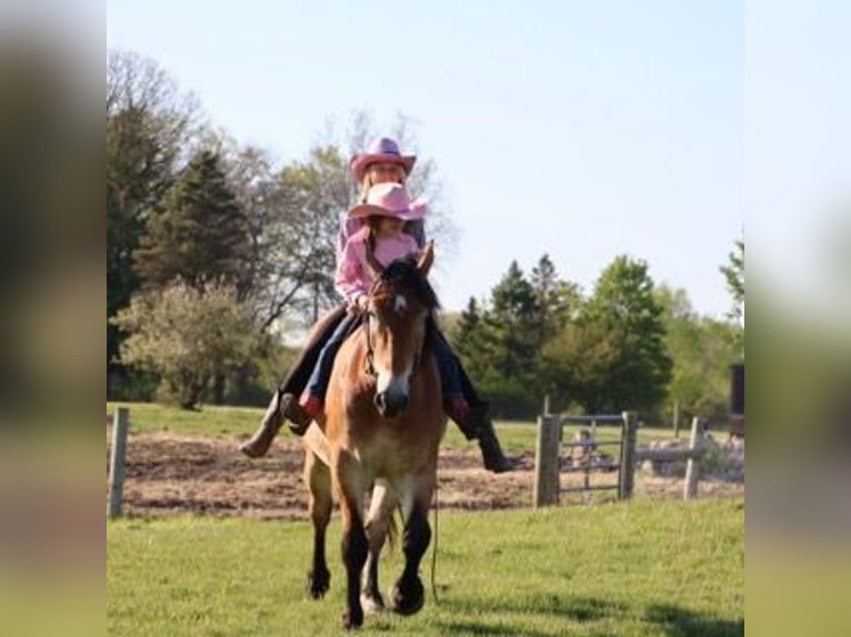 Percheron Mix Ruin 10 Jaar 163 cm Roodbruin in Howell