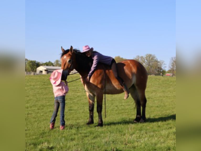 Percheron Mix Ruin 10 Jaar 163 cm Roodbruin in Howell