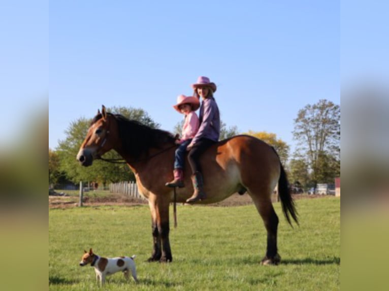 Percheron Mix Ruin 10 Jaar 163 cm Roodbruin in Howell