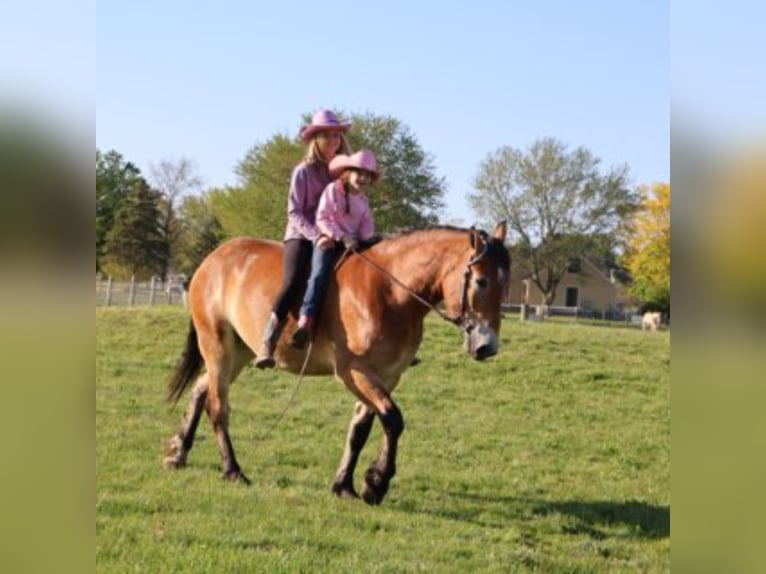 Percheron Mix Ruin 10 Jaar 163 cm Roodbruin in Howell
