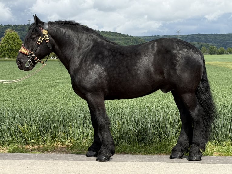Percheron Ruin 10 Jaar 174 cm Zwart in Riedlingen
