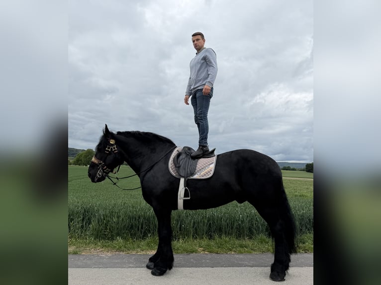 Percheron Ruin 10 Jaar 174 cm Zwart in Riedlingen