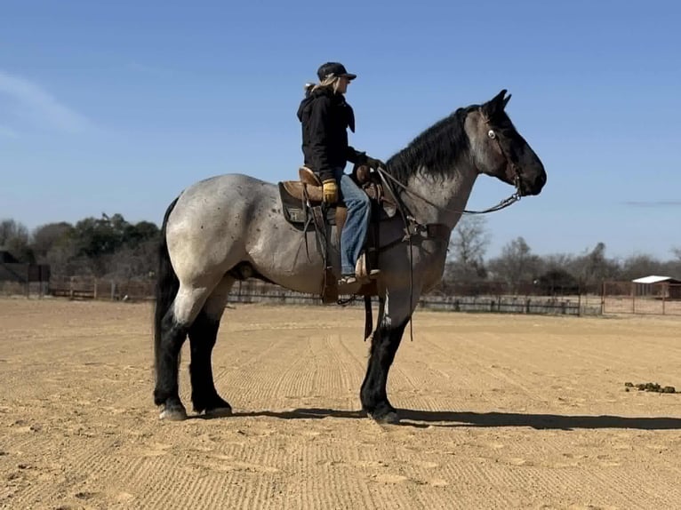 Percheron Ruin 10 Jaar 180 cm Roan-Blue in Weatherford