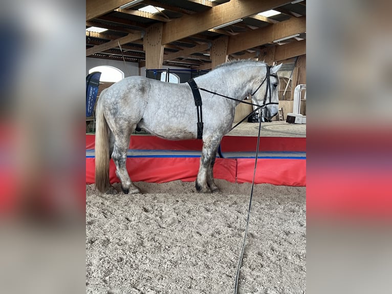 Percheron Ruin 10 Jaar 182 cm Schimmel in Saintes-Maries-de-la-Mer