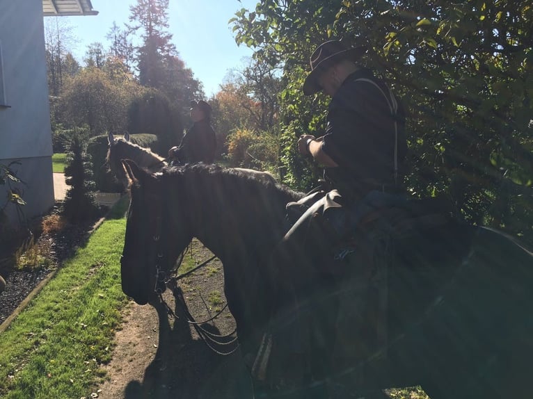 Percheron Ruin 12 Jaar 181 cm Zwart in Kirf
