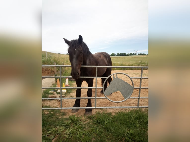 Percheron Ruin 12 Jaar 181 cm Zwart in Kirf