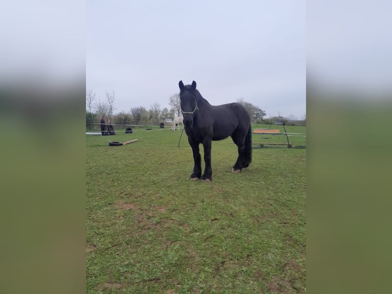 Percheron Ruin 12 Jaar 181 cm Zwart in Kirf