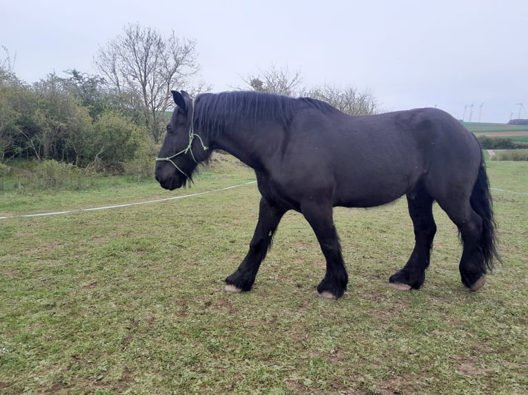 Percheron Ruin 12 Jaar 181 cm Zwart in Kirf