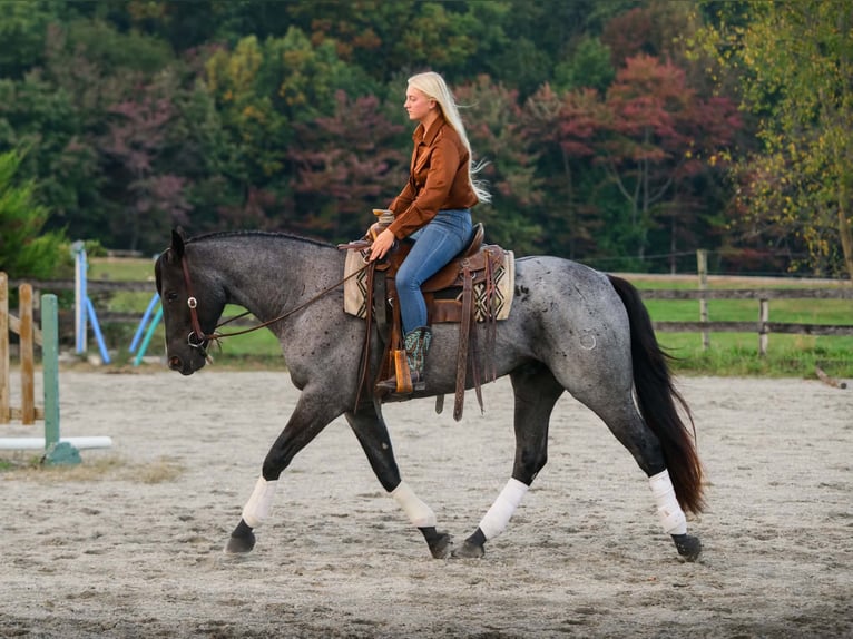 Percheron Mix Ruin 3 Jaar 163 cm Roan-Blue in New Holland