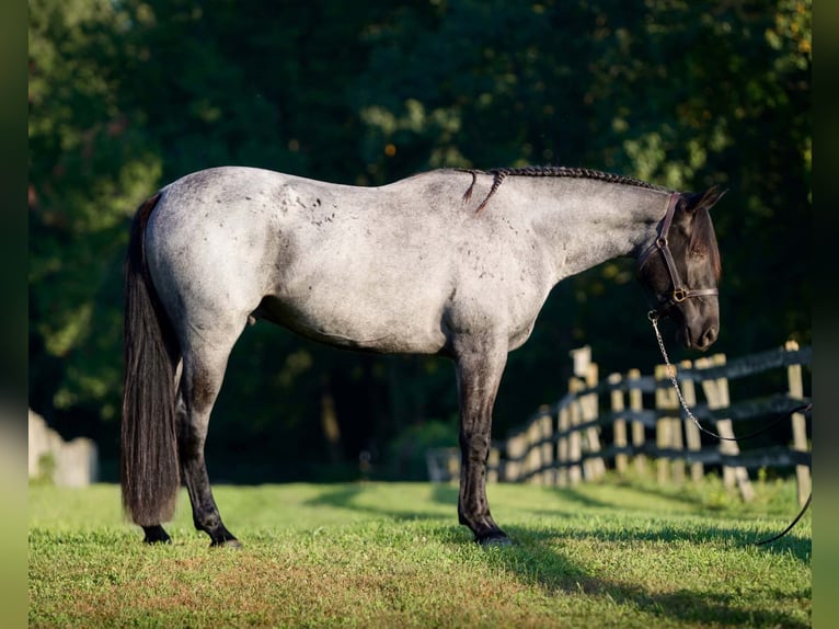 Percheron Mix Ruin 3 Jaar 163 cm Roan-Blue in New Holland