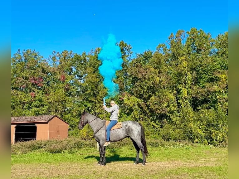 Percheron Mix Ruin 3 Jaar 163 cm Roan-Blue in New Holland