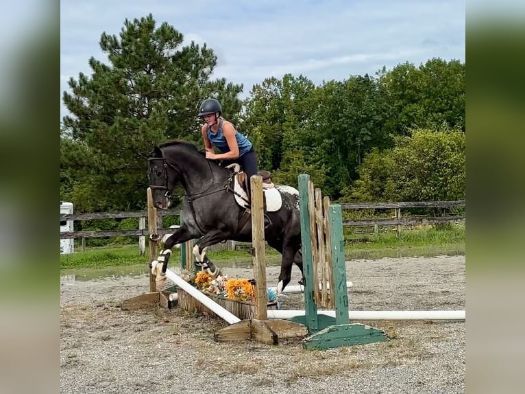 Percheron Mix Ruin 3 Jaar 163 cm Roan-Blue in New Holland