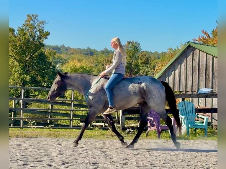 Percheron Mix Ruin 3 Jaar 163 cm Roan-Blue in New Holland