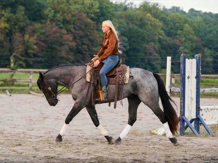 Percheron Mix Ruin 3 Jaar 163 cm Roan-Blue in New Holland