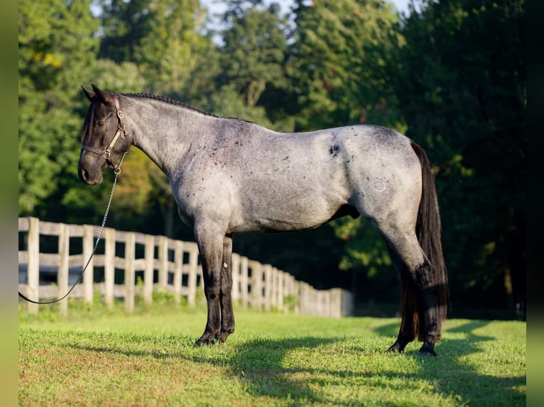 Percheron Mix Ruin 3 Jaar 163 cm Roan-Blue in New Holland
