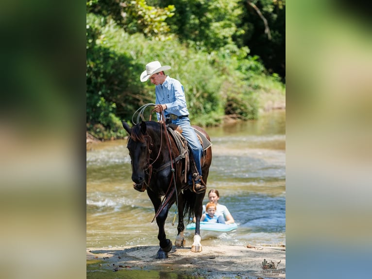 Percheron Mix Ruin 3 Jaar Zwart in Auburn