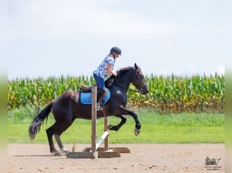 Percheron Mix Ruin 3 Jaar Zwart in Auburn