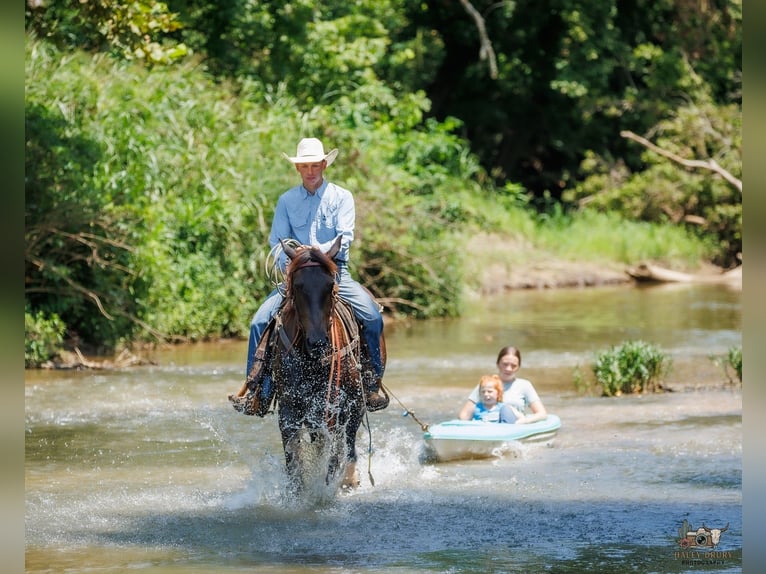 Percheron Mix Ruin 3 Jaar Zwart in Auburn