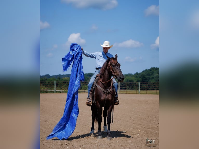 Percheron Mix Ruin 3 Jaar Zwart in Auburn