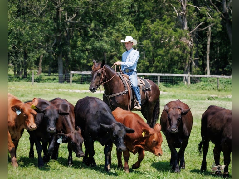 Percheron Mix Ruin 3 Jaar Zwart in Auburn
