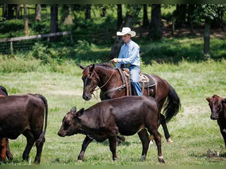 Percheron Mix Ruin 3 Jaar Zwart in Auburn