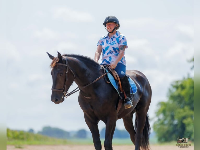 Percheron Mix Ruin 3 Jaar Zwart in Auburn