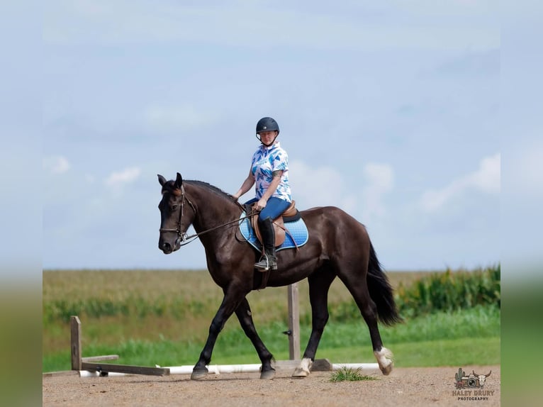 Percheron Mix Ruin 3 Jaar Zwart in Auburn