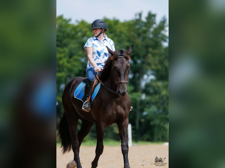 Percheron Mix Ruin 3 Jaar Zwart in Auburn