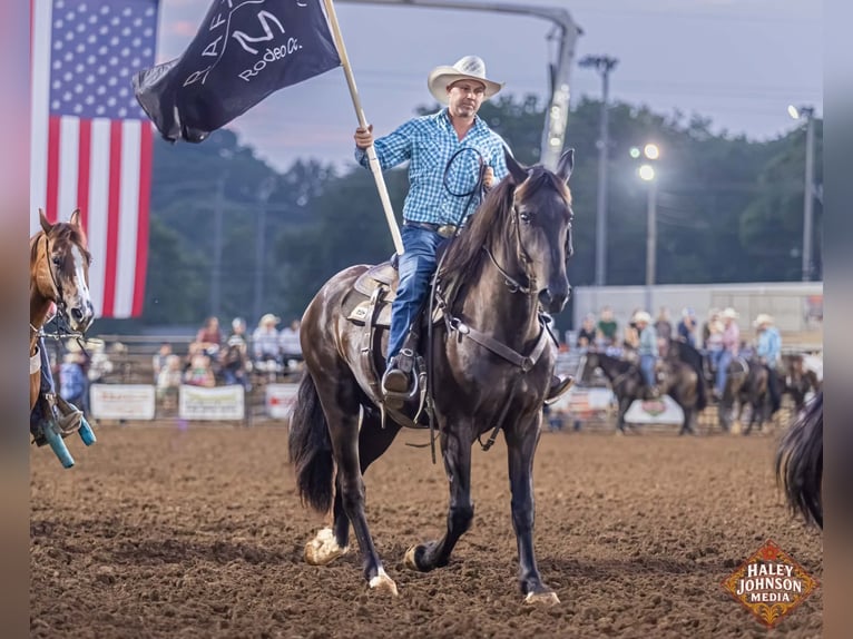 Percheron Mix Ruin 3 Jaar Zwart in Auburn