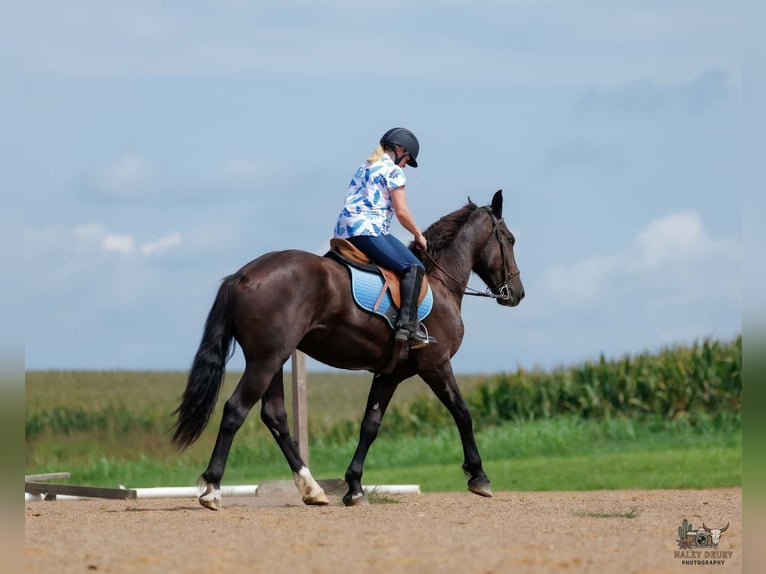 Percheron Mix Ruin 3 Jaar Zwart in Auburn