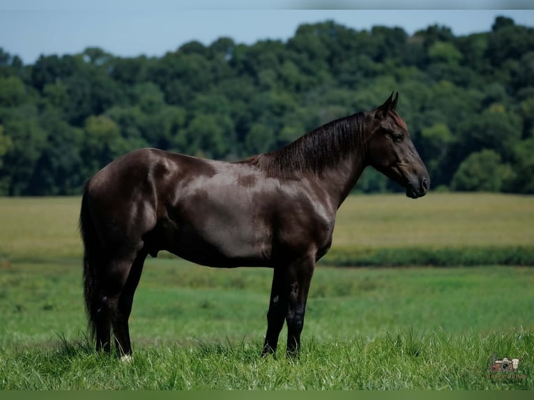 Percheron Mix Ruin 3 Jaar Zwart in Auburn