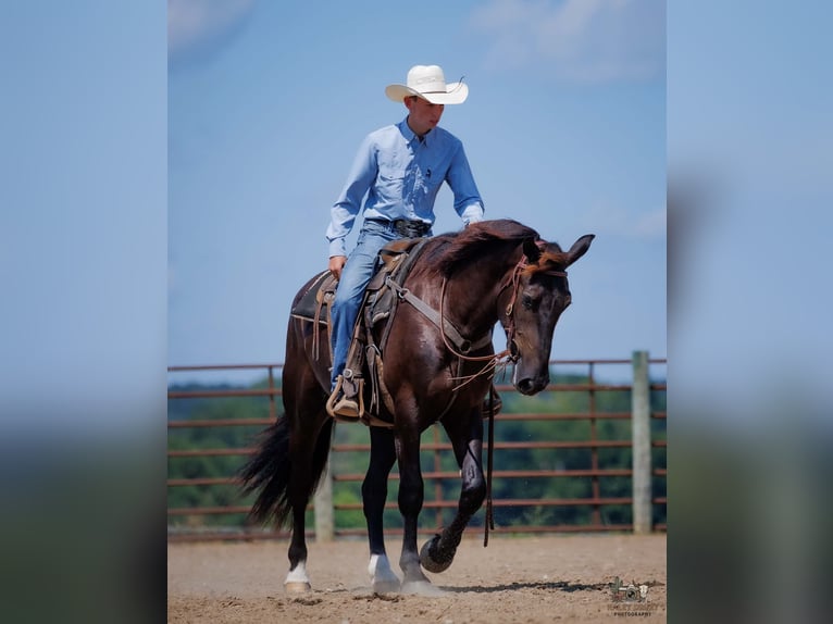 Percheron Mix Ruin 3 Jaar Zwart in Auburn