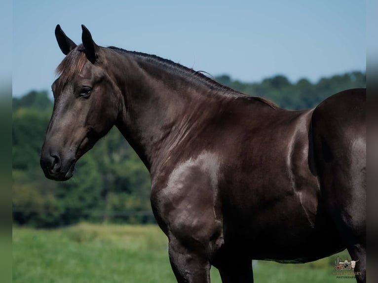 Percheron Mix Ruin 3 Jaar Zwart in Auburn