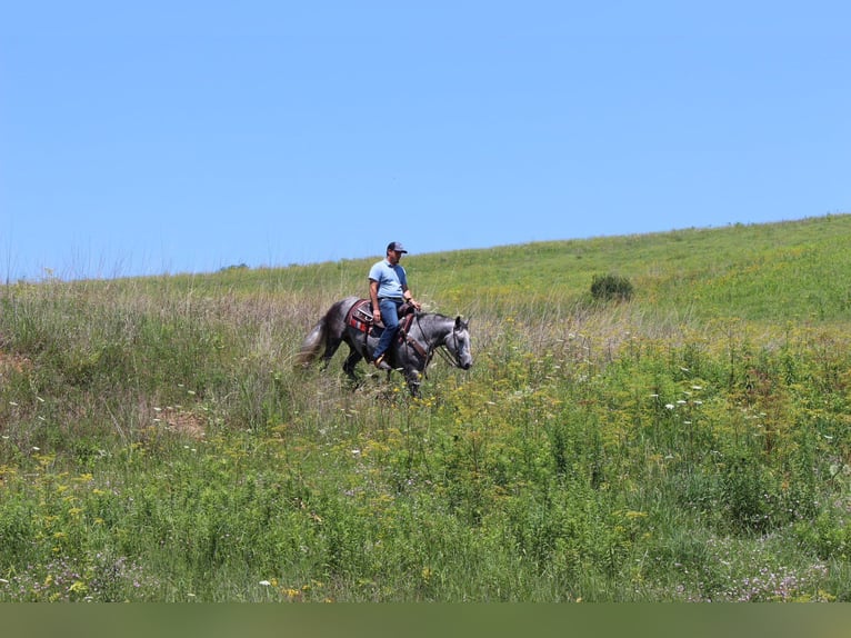Percheron Mix Ruin 4 Jaar 142 cm Schimmel in Dodgeville
