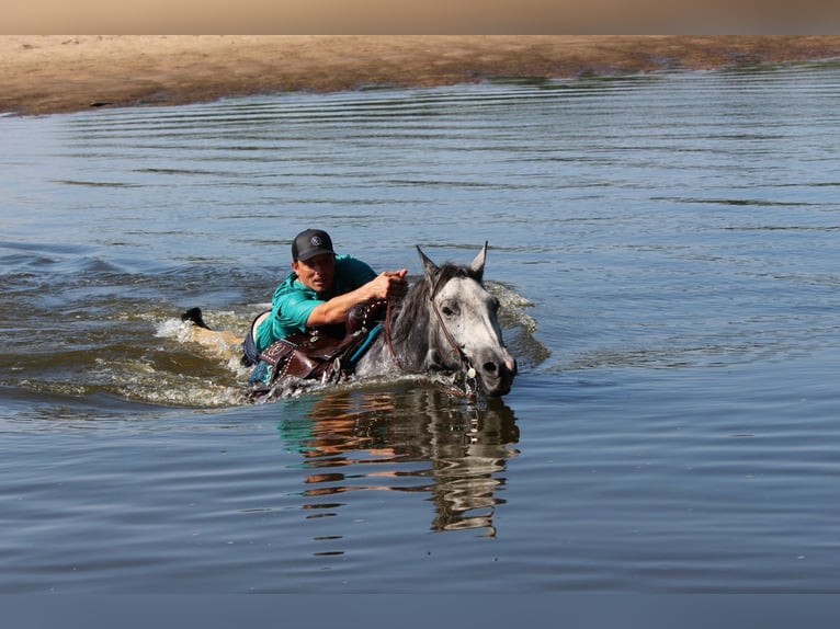 Percheron Mix Ruin 4 Jaar 142 cm Schimmel in Dodgeville
