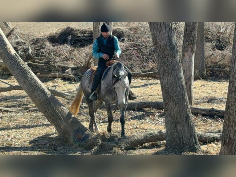 Percheron Mix Ruin 4 Jaar 157 cm Schimmel in Cincinnati
