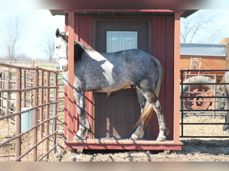 Percheron Mix Ruin 4 Jaar 157 cm Schimmel in Cincinnati