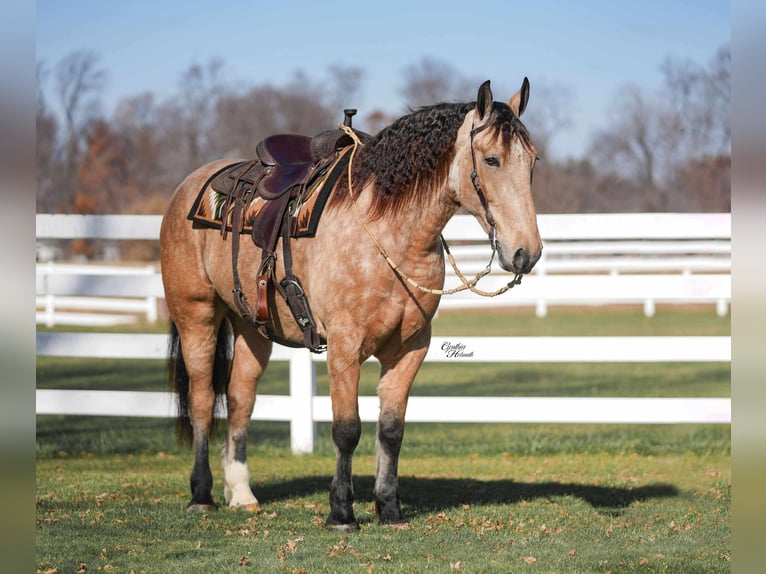 Percheron Mix Ruin 4 Jaar 160 cm Buckskin in Independence