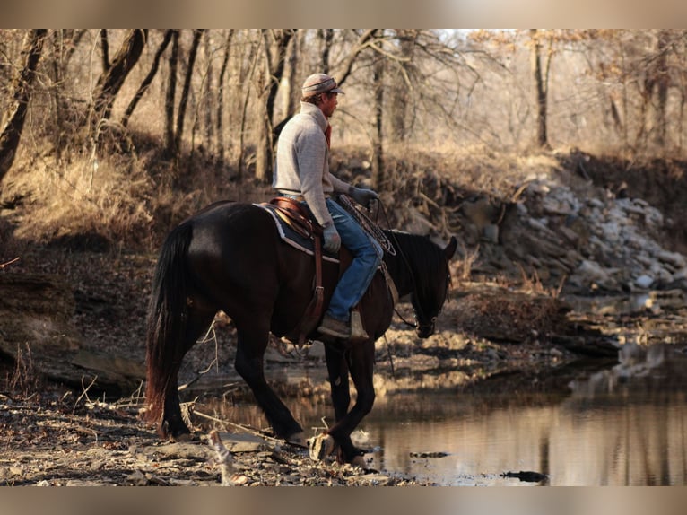 Percheron Mix Ruin 4 Jaar 160 cm Donkerbruin in Baxter Springs, KS