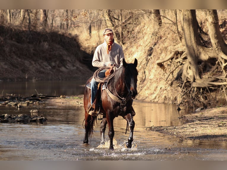 Percheron Mix Ruin 4 Jaar 160 cm Donkerbruin in Baxter Springs, KS