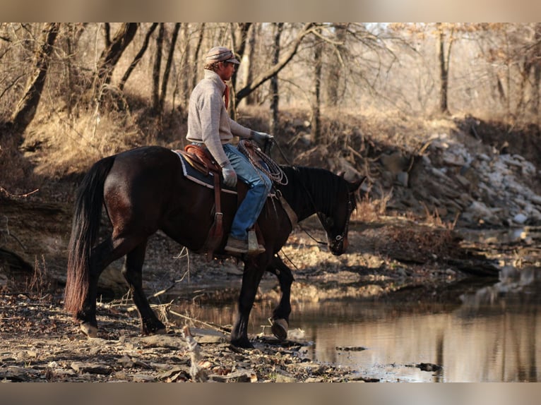 Percheron Mix Ruin 4 Jaar 160 cm Donkerbruin in Baxter Springs, KS