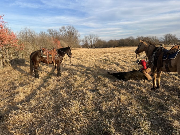 Percheron Mix Ruin 4 Jaar 160 cm Donkerbruin in Baxter Springs, KS