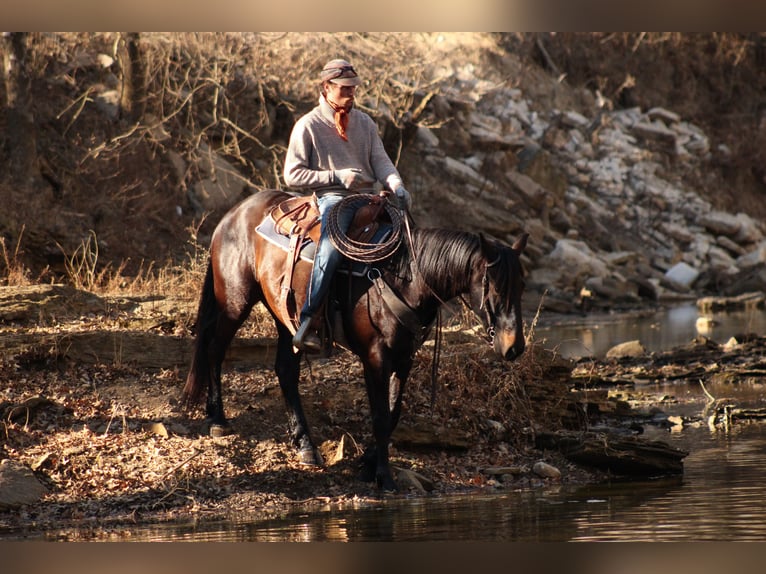 Percheron Mix Ruin 4 Jaar 160 cm Donkerbruin in Baxter Springs, KS