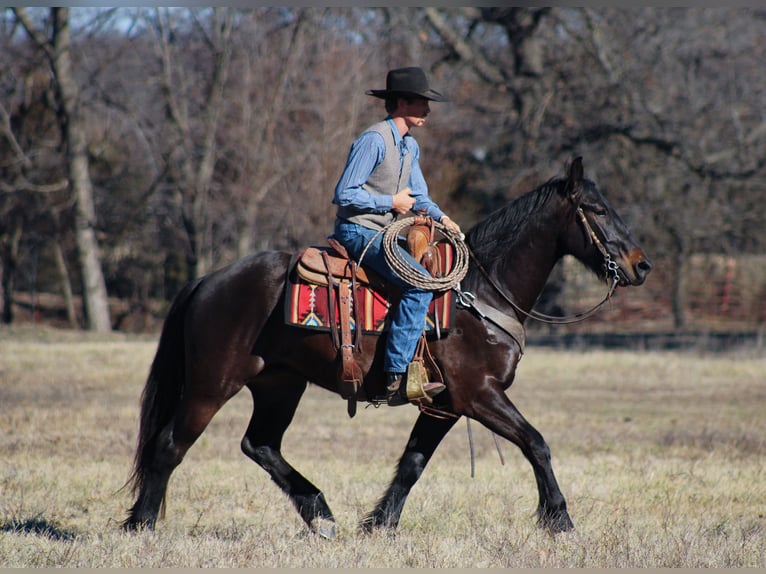 Percheron Mix Ruin 4 Jaar 160 cm Donkerbruin in Baxter Springs, KS